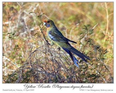 Yellow Rosella (Platycercus elegans flaveolus) by Ian 4