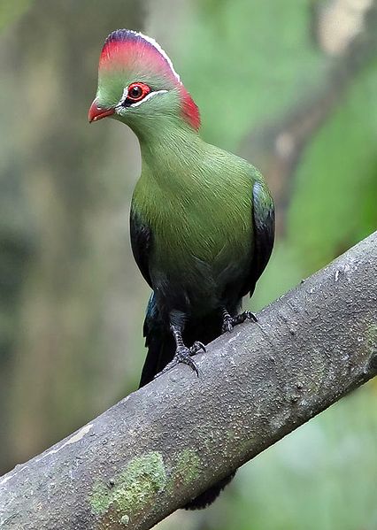 Fischer's Turaco (Tauraco fischeri) ©WikiC