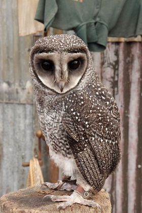 Greater Sooty Owl (Tyto tenebricosa) ©WikiC