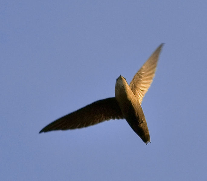 Chimney Swift (Chaetura pelagica) ©WikiC