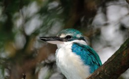 August’s Bird of the Month –&nbsp;Kingfisher