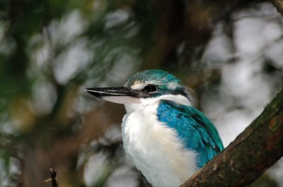 White-collared Kingfisher by Dan's Pix