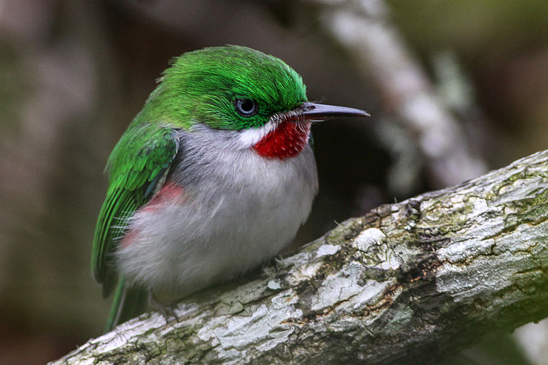 Narrow-billed Tody (Todus angustirostris) ©WikiC