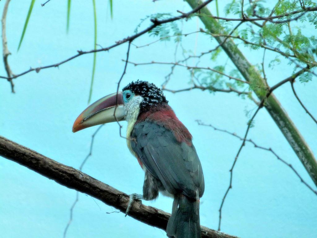 Curl-crested Aracari (Pteroglossus beauharnaesii) by Lee at Riverbanks Zoo