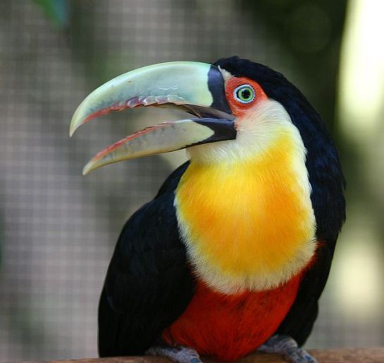 Green-billed Toucan (Ramphastos dicolorus) ©WikiC