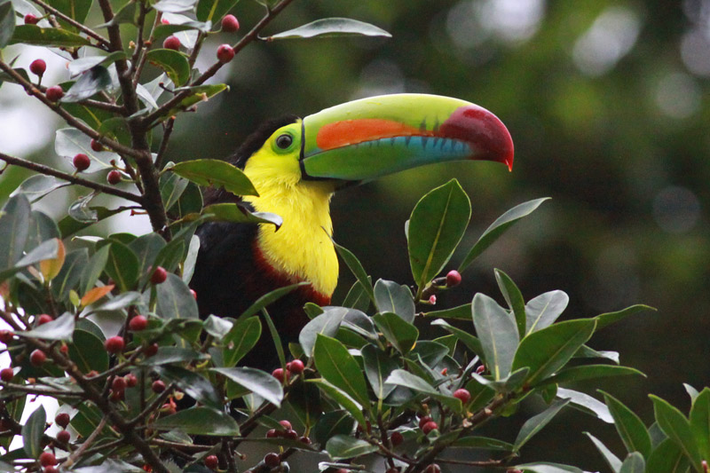 Keel-billed Toucan (Ramphastos sulfuratus) by Margaret Sloan