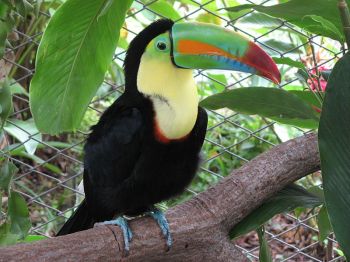 Keel-billed Toucan (Ramphastos sulfuratus) ©WikiC
