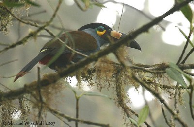 Plate-billed Mountain Toucan (Andigena laminirostris) by Michael Woodruff