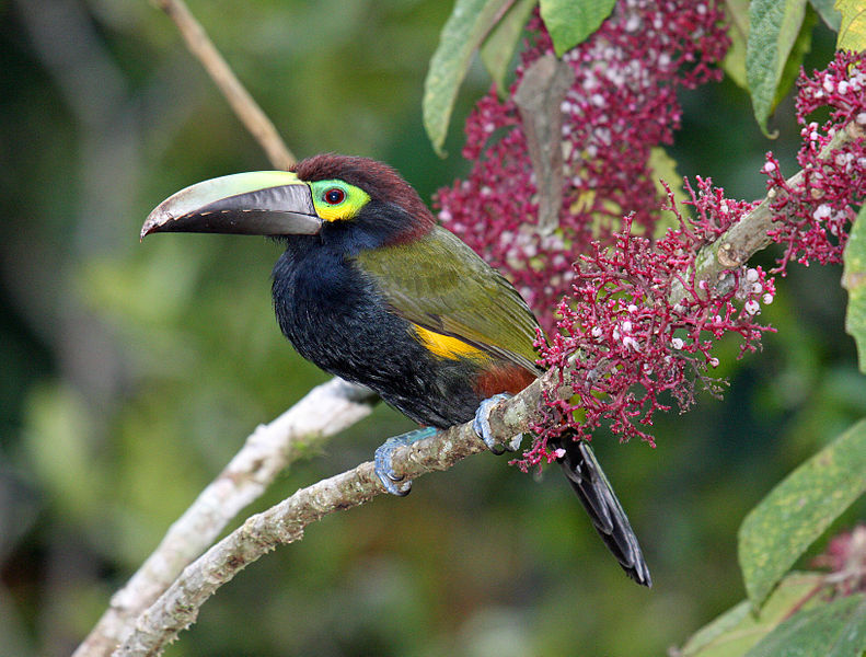 Yellow-eared Toucanet (Selenidera spectabilis) ©WikiC