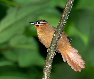 Black-capped Foliage-gleaner (Philydor atricapillus) by Dario Sanches