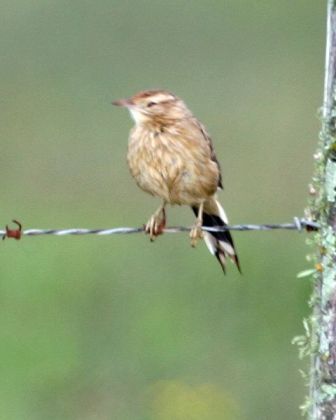 Firewood-gatherer (Anumbius annumbi) ©WikiC