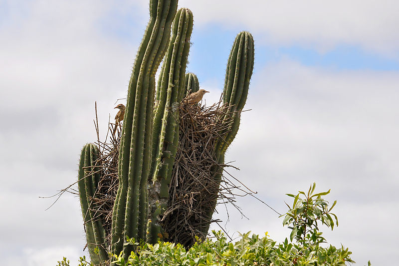 Firewood-gatherer (Anumbius annumbi) Nest ©WikiC