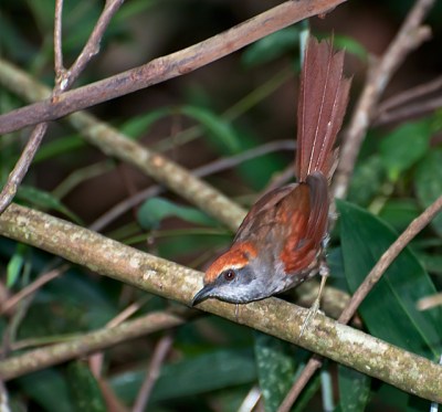 Rufous-capped Spinetail (Synallaxis ruficapilla) by Dario Sanches