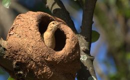 Sunday Inspiration – More Amazing&nbsp;Birds