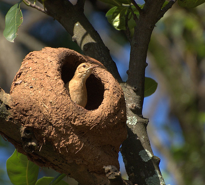 Rufous Hornero (Furnarius rufus) ©WikiC
