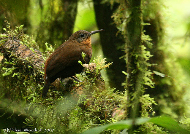 Tawny-throated Leaftosser (Sclerurus mexicanus) by Michael Woodruff