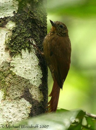 Wedge-billed Woodcreeper (Glyphorynchus spirurus) by Michael Woodruff