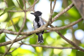 Black-crested Antshrike (Sakesphorus canadensis) ©WikiC