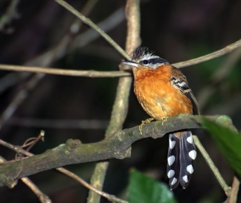 Ferruginous Antbird (Drymophila ferruginea) by Dario Sanches