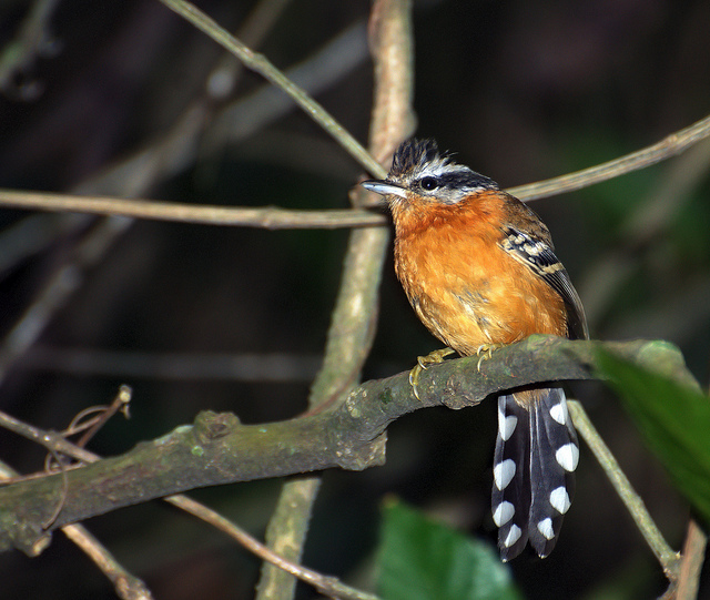 Ferruginous Antbird (Drymophila ferruginea) by Dario Sanches