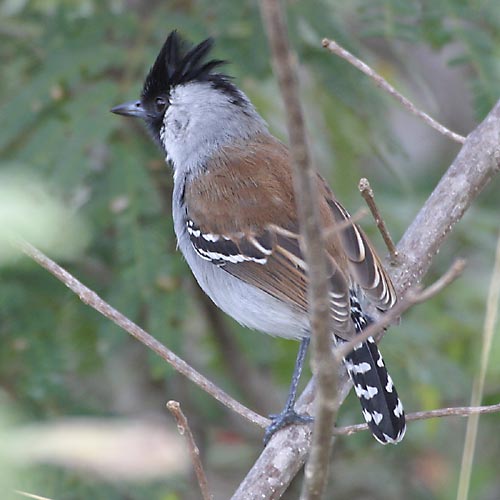Silvery-cheeked Antshrike (Sakesphorus cristatus) by A Grosset