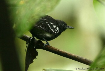 White-flanked Antwren (Myrmotherula axillaris) by Michael Woodruff