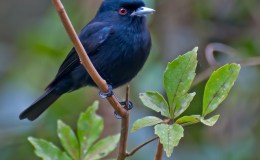 Tickle Me Tuesday – For the&nbsp;Birds