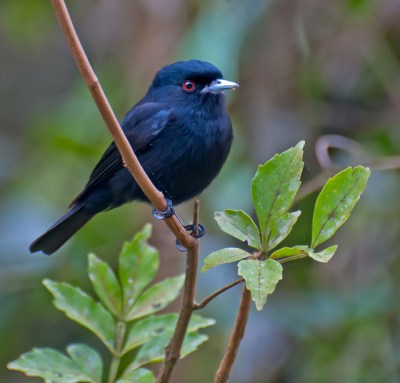 Blue-billed Black Tyrant (Knipolegus cyanirostris) by Dario Sanches