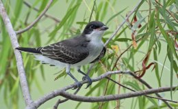 The Kingbird – McGuffey’s 2nd Grade&nbsp;Reader