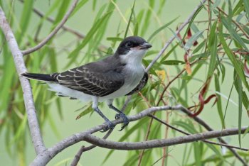 Eastern Kingbird (Tyrannus tyrannus) by Margaret Sloan Eastern Kingbird (Tyrannus tyrannus) by Margaret Sloan