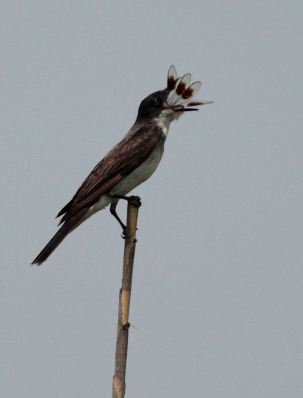 Eastern Kingbird (Tyrannus tyrannus) by Margaret Sloan Eating