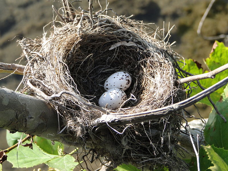 An Eastern Kingbird's nest and eggs.