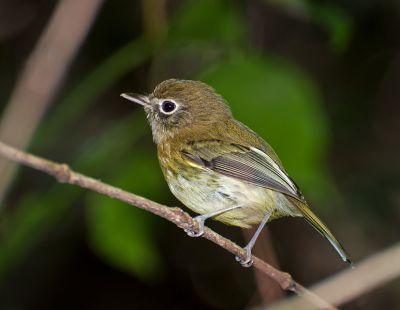 Eye-ringed Tody-Tyrant (Hemitriccus orbitatus) ©WikiC