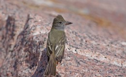 The Watchman of the Old Orchard – Chapter&nbsp;7