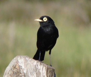 Spectacled Tyrant (Hymenops perspicillatus) ©©Flickr Cláudio Timm