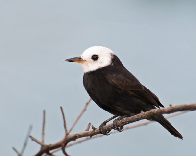 White-headed Marsh Tyrant (Arundinicola leucocephala) Male ©©Dario Sanches