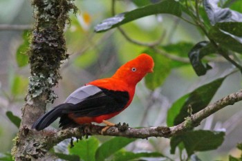 Andean Cock-of-the-rock (Rupicola peruvianus) by Margaret Sloan