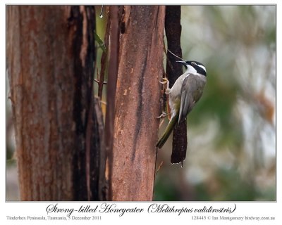 Strong-billed Honeyeater (Melithreptus validirostris) by Ian 1