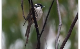 Avian and Attributes –&nbsp;Strong