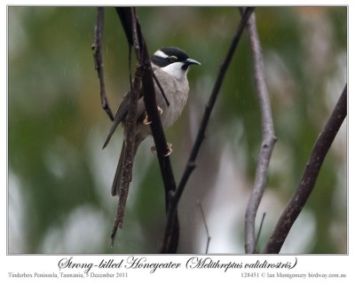 Strong-billed Honeyeater (Melithreptus validirostris) by Ian 2