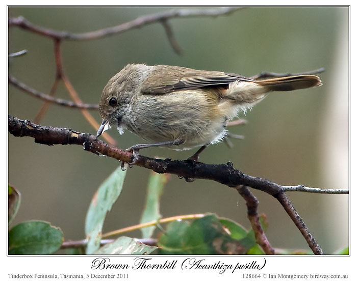 Brown Thornbill (Acanthiza pusilla) by Ian 3