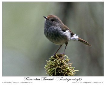 Tasmanian Thornbill (Acanthiza ewingii) by Ian 1