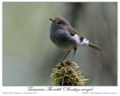 Tasmanian Thornbill (Acanthiza ewingii) by Ian 1