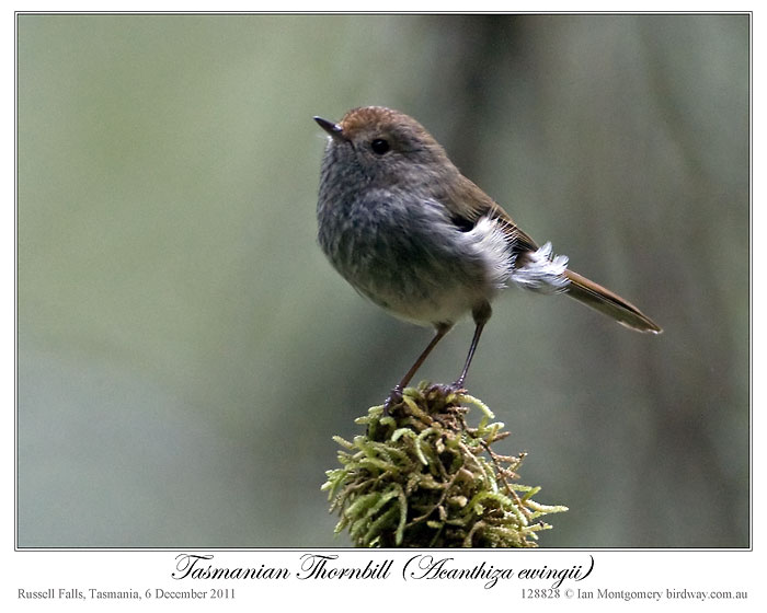 Tasmanian Thornbill (Acanthiza ewingii) by Ian 1