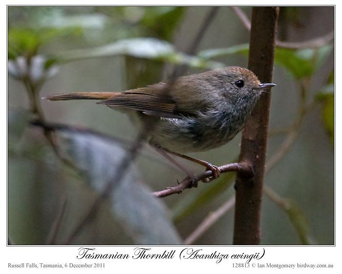 Tasmanian Thornbill (Acanthiza ewingii) by Ian 2