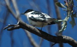 Avian and Attributes –&nbsp;Truth