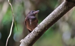 Avian And Attributes –&nbsp;Morning