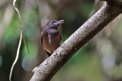 Morningbird (Colluricincla tenebrosa) by Margaret Sloan