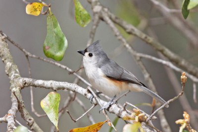 Tufted Titmouse (Baeolophus bicolor) by Margaret Sloan
