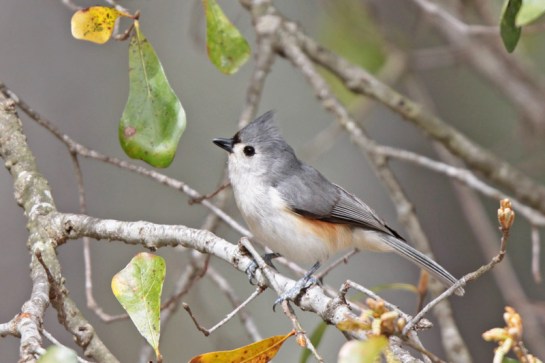 Tufted Titmouse (Baeolophus bicolor) by Margaret Sloan
